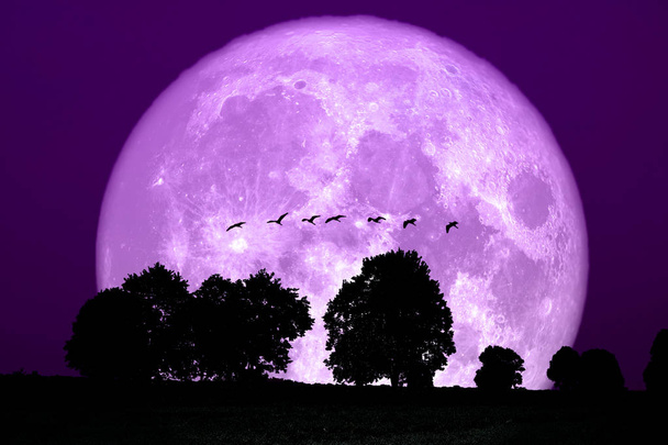 super snow moon back silhouette tree in field night sky, Elements of this image furnished by NASA - Photo, Image