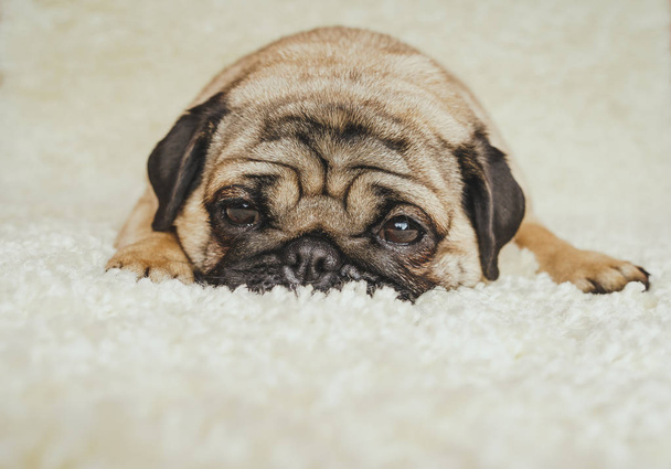  Pies rasy Mops na biały dywan. Cute puppy z bliska - Zdjęcie, obraz