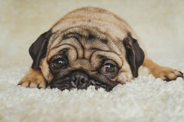  Dog breed pug resting on a white carpet. Cute puppy close up - Foto, afbeelding