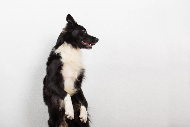 Brincalhão borda collie sheepdog de pé em duas patas olhando atento isolado sobre fundo de parede cinza com espaço de cópia
. - Foto, Imagem