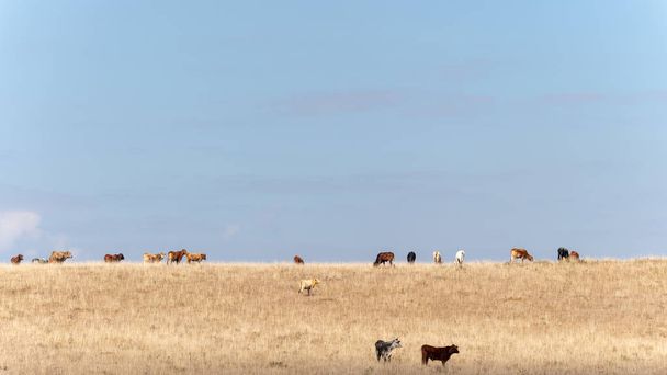 krávy v suché oblasti hill - Fotografie, Obrázek