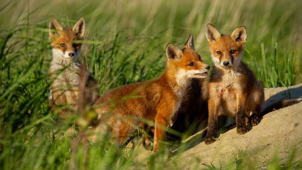 赤狐デン周りを見て不思議なことに近い小さな若いカブス - 写真・画像