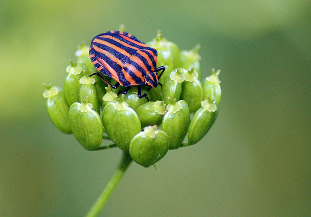 Striped bug or Minstrel bug (Graphosoma lineatum) sits on the inflorescence of the plant - Photo, Image
