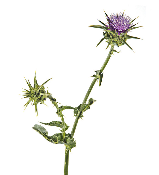 Flowering Spear Thistle (Cirsium vulgare) - Foto, imagen