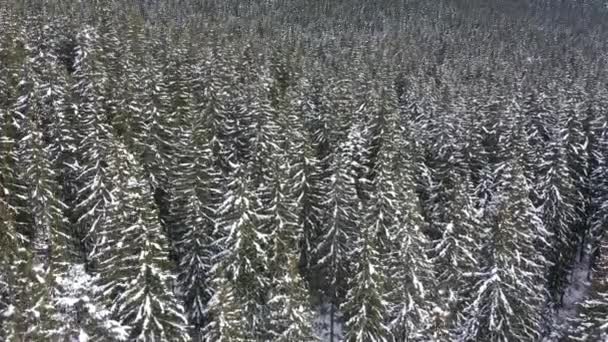 Zasněžené hory a lesy, které jsou převzaty z drone ze vzduchu - Záběry, video