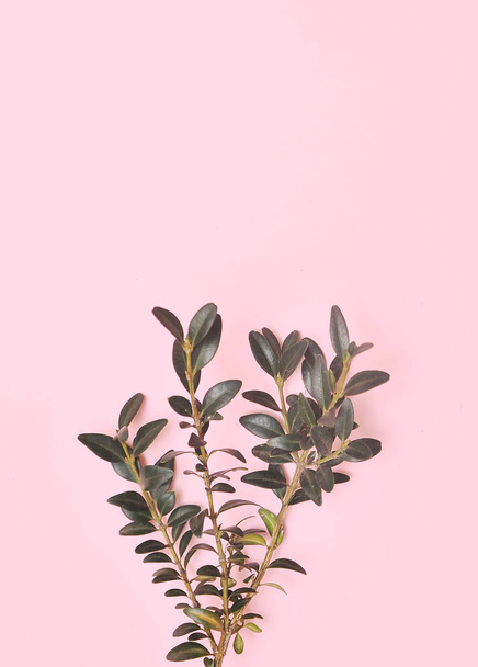 Green branches on pink background. - 写真・画像