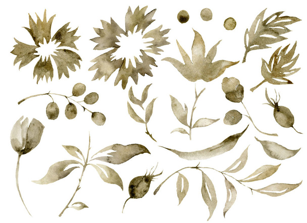 Set di fiori seppia acquerello. Fiori e bacche dipinte a mano con foglie di eucalipto e ramo isolato su sfondo bianco per design, stampa o tessuto
. - Foto, immagini