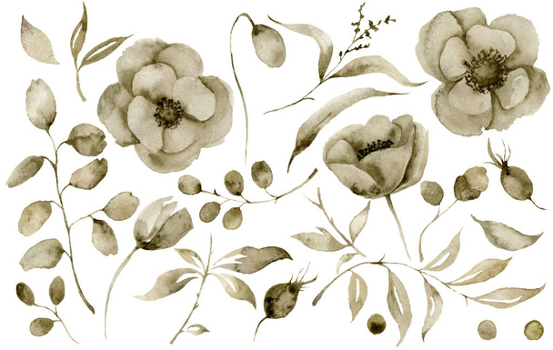 Vesiväri seepia anemone asetettu. Käsin maalatut kukat ja marjat eukalyptuksen lehdillä ja oksalla eristetty valkoisella pohjalla muotoilua, painatusta tai kangasta varten
. - Valokuva, kuva