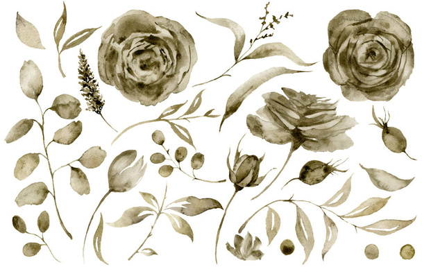 Set de rosa sepia acuarela. Flores y bayas pintadas a mano con hojas de eucalipto y rama aisladas sobre fondo blanco para diseño, estampado o tela
. - Foto, Imagen