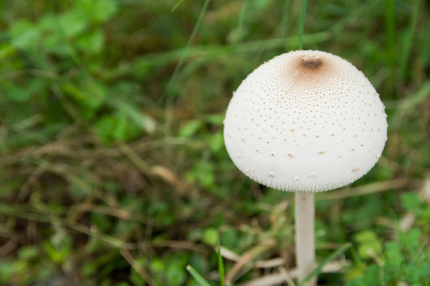 False parasol, Green-spored parasol or Chlorophyllum molybdites. White mushroom on green grass field - Photo, Image