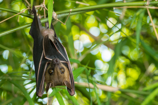 Murciélago colgando de un árbol de bambú
 - Foto, Imagen