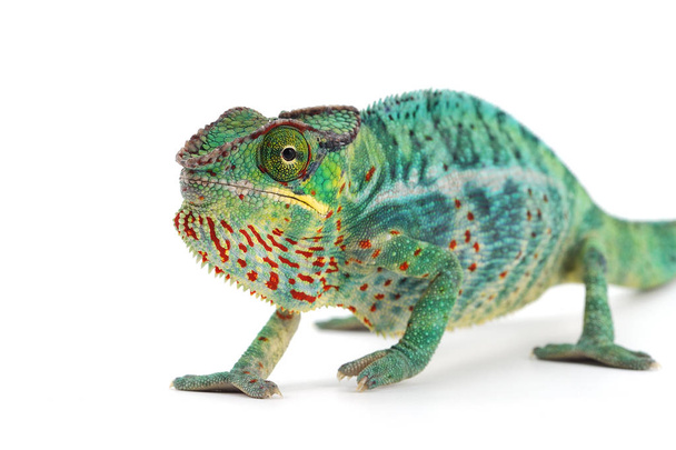 Blue lizard Panther chameleon isolated on white background - Photo, image