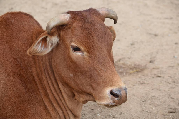 Zebu-Kuh Baby Nahaufnahme - Foto, Bild