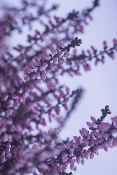 Purple heather branches in winter captured on macro - Photo, Image