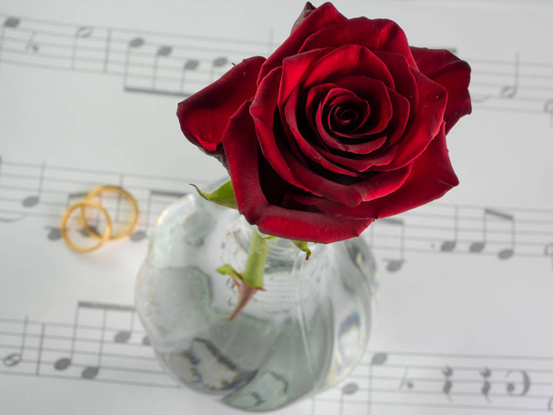 Rosa rossa in un vaso sopra un pentagramma  e 2 anelli nuziali - Photo, Image
