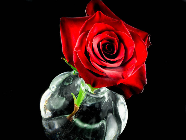 Rosa rossa in un vaso di vetro su sfondo nero - Φωτογραφία, εικόνα