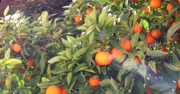 Naranja mandarín con frutas maduras, ramificación con mandarinas frescas maduras y hojas, vista cercana - DCi 4K Video
 - Metraje, vídeo