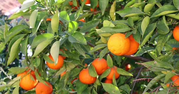 Мандаринское апельсиновое дерево со спелыми фруктами, ветка со свежими спелыми мандаринами и листьями, вид поближе - DCi 4K Видео
 - Кадры, видео