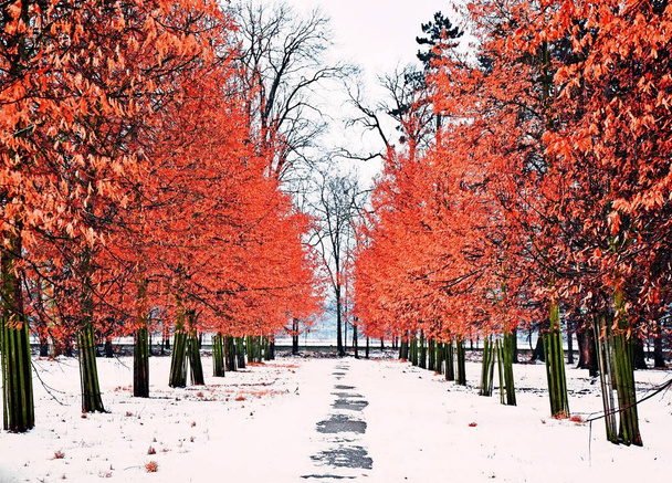 Hojas rojas colorido invierno escena camino
  - Foto, imagen