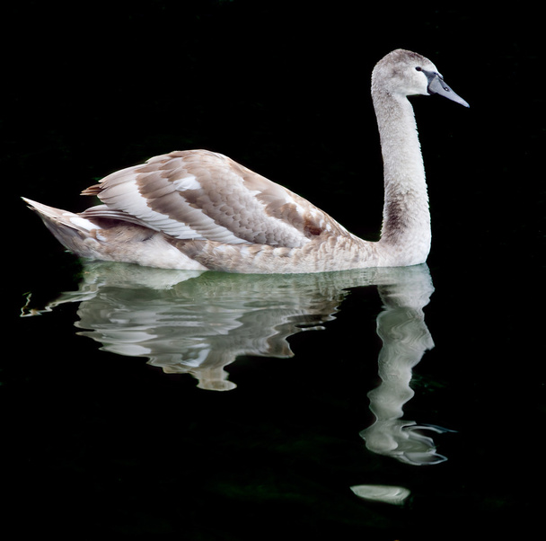 Swan op zwarte achtergrond - Foto, afbeelding