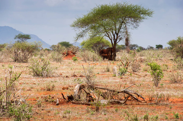 Elefantes vistos en Ngutuni Safari en Kenia. Hermoso paisaje de vida silvestre
. - Foto, imagen