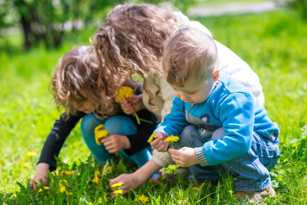 Three children on the green grass in the spring collect dandelions. Yellow dandelions in the hands of a brother and sisters. Happy childhood. Children without phones. - Photo, image