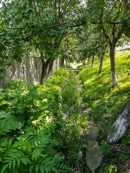 Вид на дуже зелені дерева і траву у великому парку Пуерто - де - Сагто. - Фото, зображення
