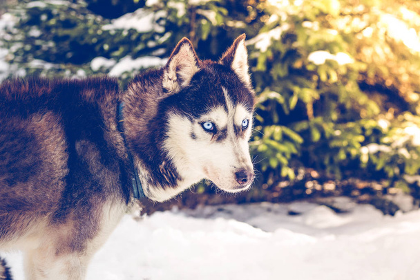 Téli szibériai husky kutya  - Fotó, kép