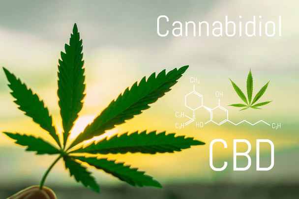 Cannabidiol molecule formula background with marijuana leaf. Molecular structure CBD - Photo, Image