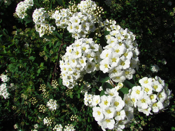 シモツケ属アルバ、メドウ スイート、ホワイトのヘッジの花クローズ アップ - 写真・画像