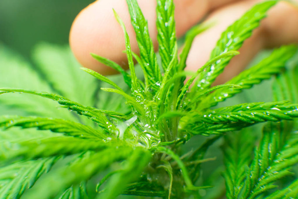 Macro photography. Cannabis flower. Marijuana leaves. Northern light strain. Recreational legal cannabis. - Фото, зображення
