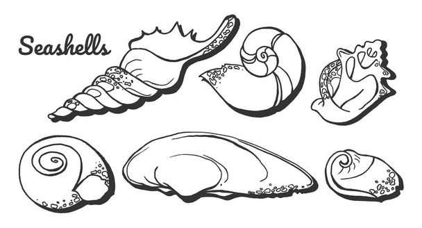 Vector illustration of sea mollusk seashells set. Shells in hand drawn outline style. - Вектор,изображение