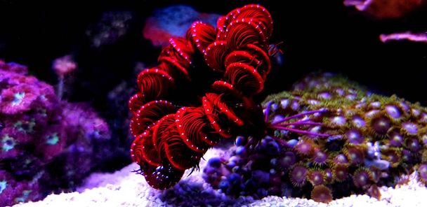 Estrella de mar de plumas rojas - Himerometra robustipinna
 - Foto, imagen