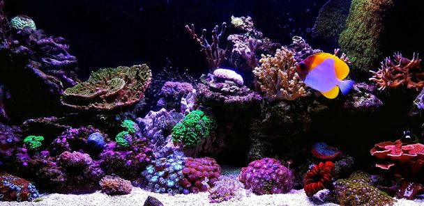 Dream Saltwater Coral Reef Aquarium - Photo, Image
