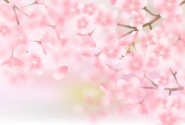 Flor de cerezo primavera flor fondo - Vector, imagen