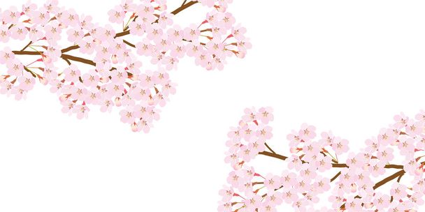 Kirschblüte Frühling Blume Hintergrund - Vektor, Bild