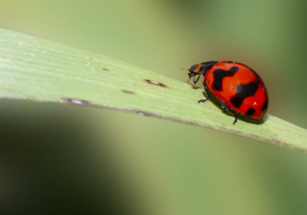 macro of ladybug on the grass leaf, macro insect, animal wildlife - Photo, Image