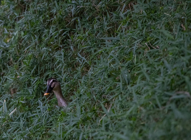 Pato salvaje escondido en la ladera de hierba verde en un parque
 - Foto, Imagen