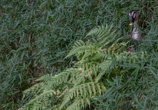 Canard sauvage se cachant sur la pente de l'herbe verte dans un parc
 - Photo, image