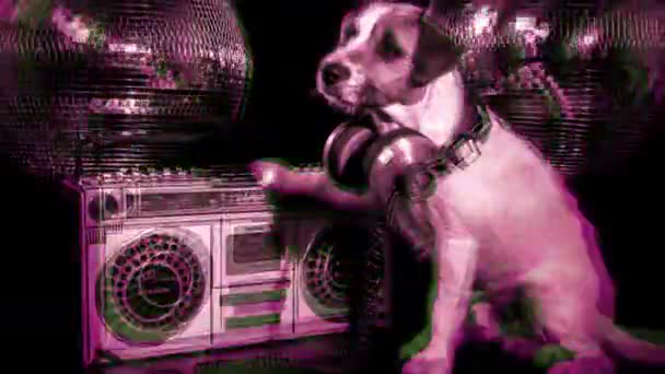 σκύλος ντίσκο διασκέδαση των ζώων - Πλάνα, βίντεο