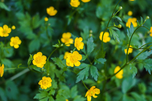 Wild flowers of acrid Buttercup in the natural environment - Photo, Image