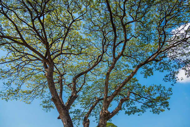 Grande árvore velha e gigante em um campo verde com luz solar à tarde.Tailândia
 - Foto, Imagem