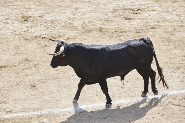 Harci bika az arénában. Bikaviadal-aréna. Toro bravo. Spanyolország. Vízszintes - Fotó, kép