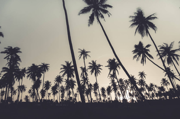 Günbatımında tropik hindistan cevizi ağaçları gökyüzü arka planında. - Fotoğraf, Görsel