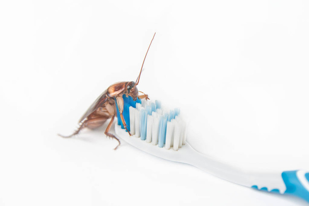 Cockroaches on toothbrush isolated on white background. - Photo, Image