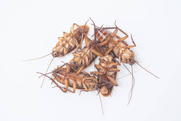 Group dead cockroaches isolated on white background - Photo, Image