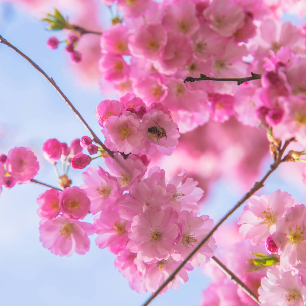 Czas wiosny. Kwitnące drzewa sakura. Różowe i białe kwiaty wiśni sakura. Spring symbol. - Zdjęcie, obraz