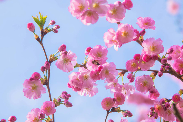 Au printemps. Arbre sakura en fleurs. Fleurs roses et blanches de cerise sakura. Symbole printemps
. - Photo, image