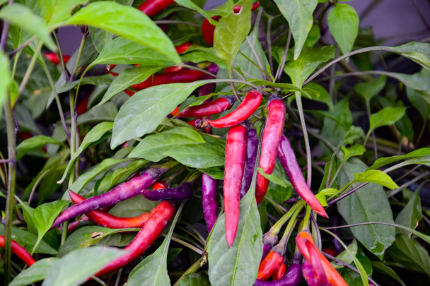 Purple and red Chilli or Chilli peppers or SOLANACEAE or Capsicum annuum L. were planted on the ground.  It is a type of chilli whice has green lanceolate leaf. They are vegetables for cooking which has a little spicy taste. Picture in blurred backgr - Photo, Image