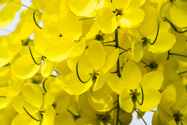 Ducha dorada. Flores amarillas floreciendo en el verano
. - Foto, Imagen